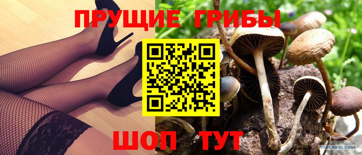 Псилоцибиновые грибы Cubensis Гусиноозёрск